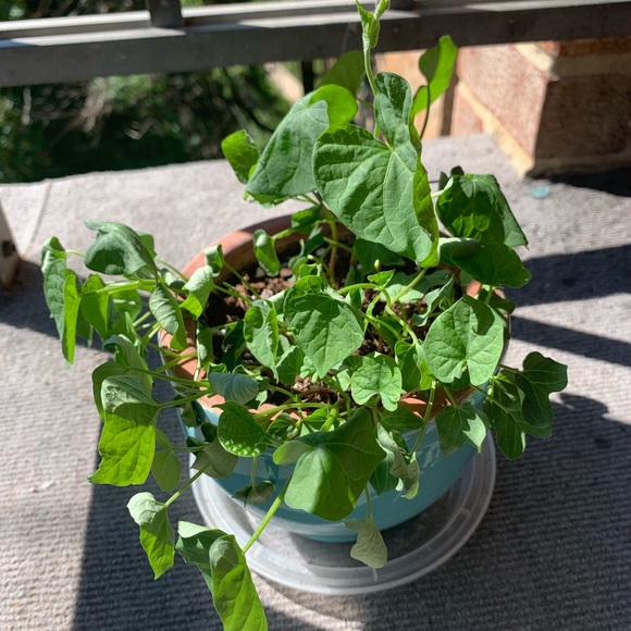 Meet your Posher, Tami - Picture 1 of 1